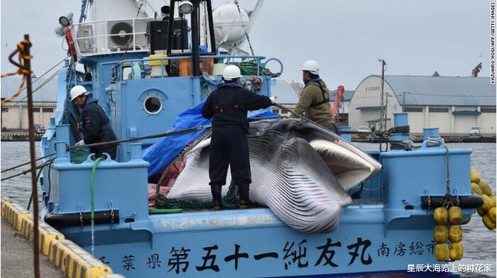 太殘酷！日本一油輪撞上藍鯨，進港口才發現，真的一點都不知道？-圖9