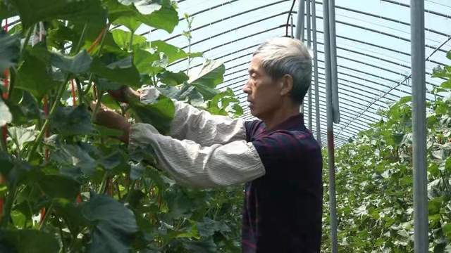 皖美徽乡 快来吃瓜!肥东本土哈密瓜即将上市,八斗富硒哈密瓜等你来摘