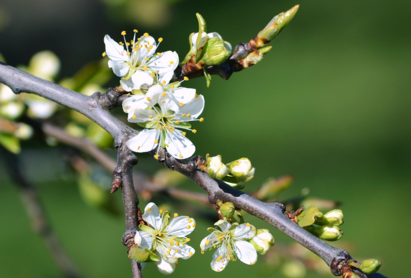 旧爱|8月，曲终人不散，人来人往，爱情动人，3生肖再续深情，爱情降临
