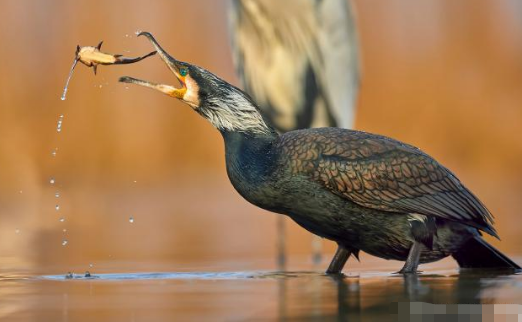 鸬鹚|鱼见到它走向绝路, 钓友见到它牙根直痒, 什么让钓鱼人怨念如此之大
