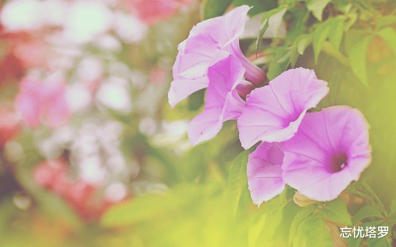 忘忧塔罗 忘忧塔罗：处女座11月上半月运势，友情以上恋人未满，情绪低落