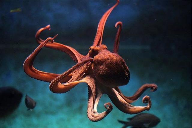 章鱼来自外太空吗?“证据”越来越多,就连科学家也无法否认!