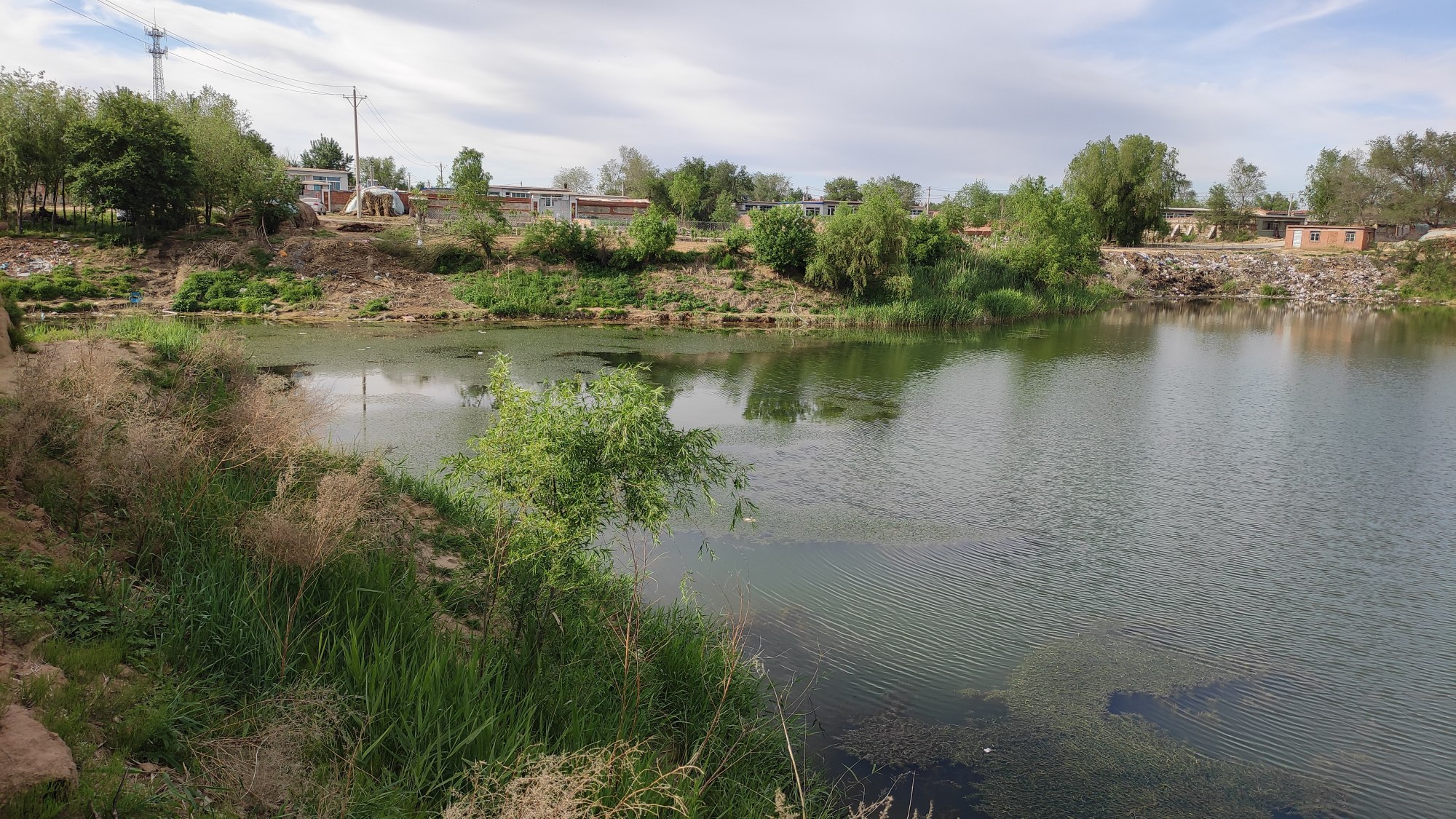 |春季野钓大鲫鱼攻略大全,咬钩的都是大板鲫,非常过瘾