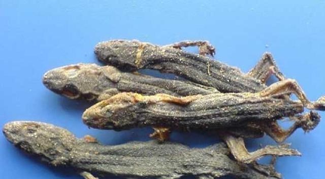 北斗导航 壁虎人畜无害，为什么却位居“五毒”之一？原来它“深藏不露”