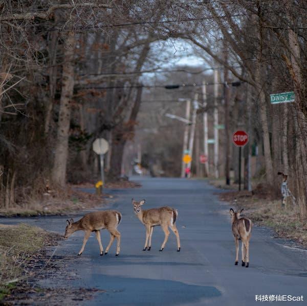 科技修仙EScat|新冠病毒不再只杀死人类，现已扩散至野生动物，美国鹿群普遍感染