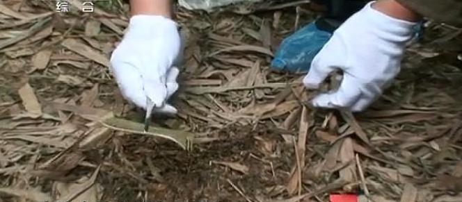 小妃旅 四川泸州竹林白骨案: 生活混乱造就四角畸恋 竹林茂密难掩白骨冤魂