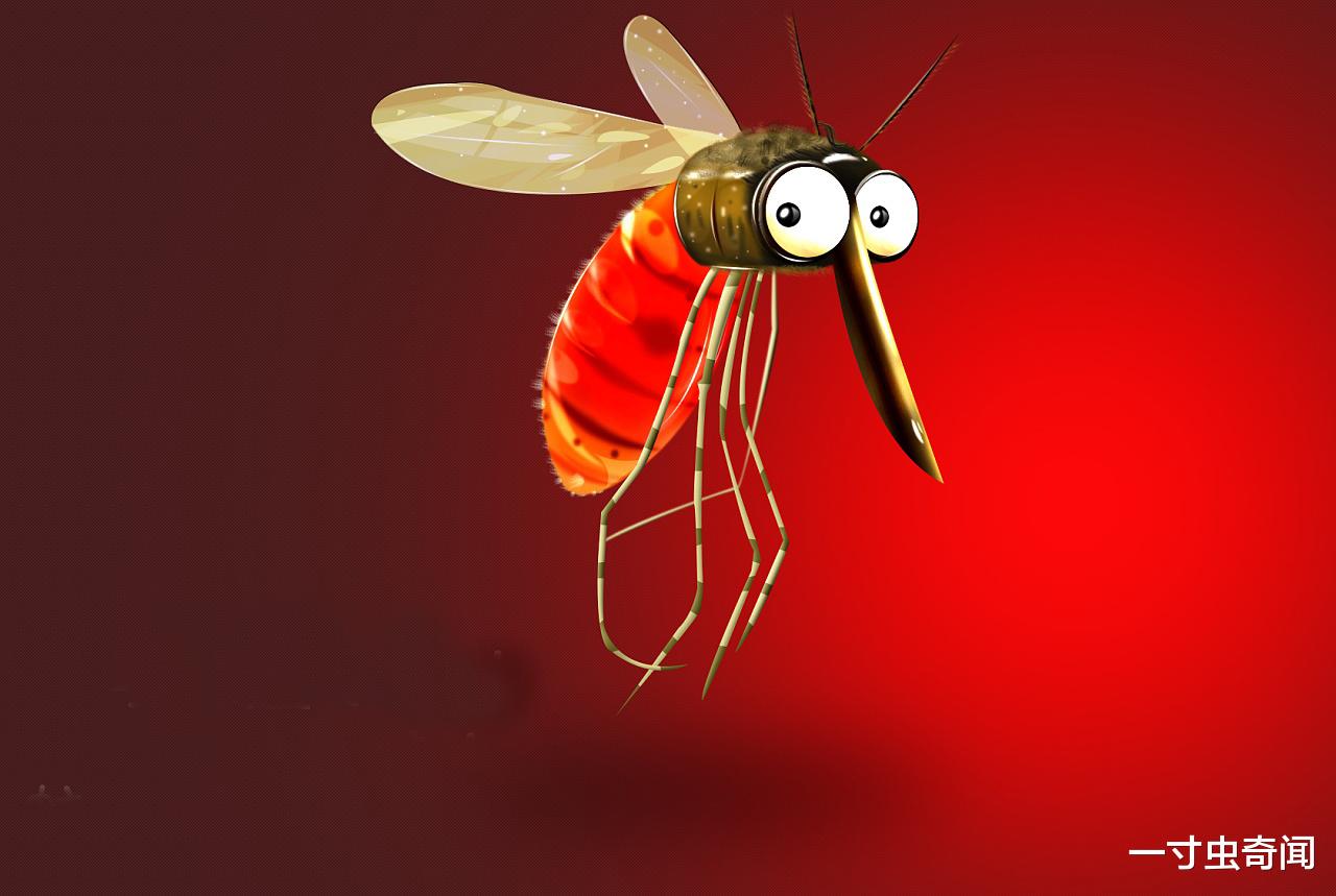 蚊子 蚊子：三分天下的吸血狂魔，蚊子为何总叮你？又该如何正确防蚊？