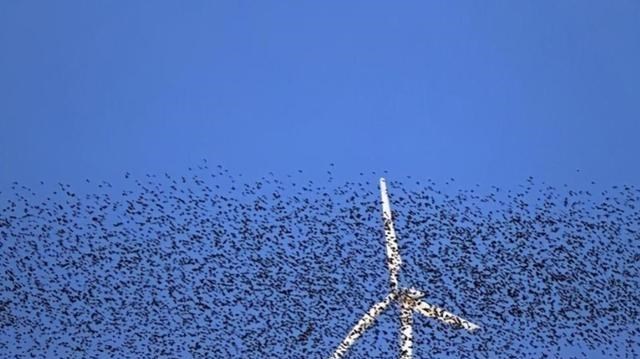 1年讓44萬隻鳥喪生，被稱“絞殺機”的風力發電，有存在必要嗎？-圖2