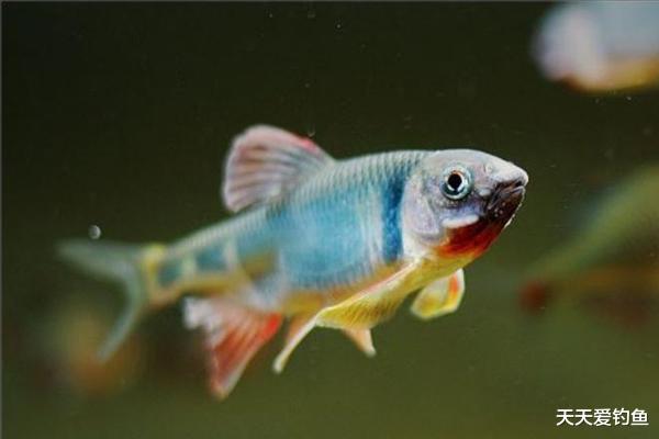 |提醒各位钓鱼人：钓鱼新政之后，钓场钓法有限制，有的鱼也不能钓