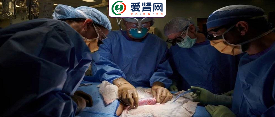 祛湿|人工肾最新突破！第二例猪肾再次成功移植入“人体”，异种移植未来可期！