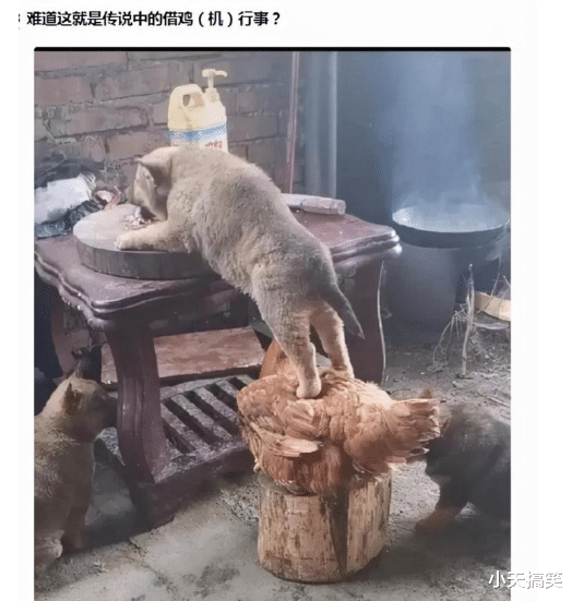 范冰冰|神回复：绑架王思聪和抢银行哪个风险大？神评真绝了，要笑死