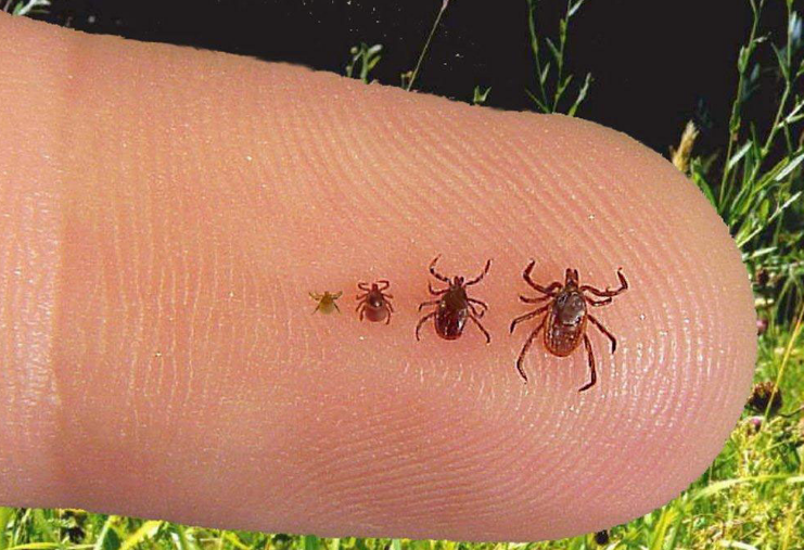 菁妈育儿|出生4天的婴儿被虫咬伤送医，夏天来了，让娃远离这种“毒虫”