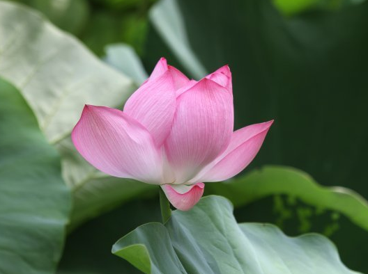 星临天下 11月份，鸿运当头，4属相财多福旺喜事多，事业步步高升