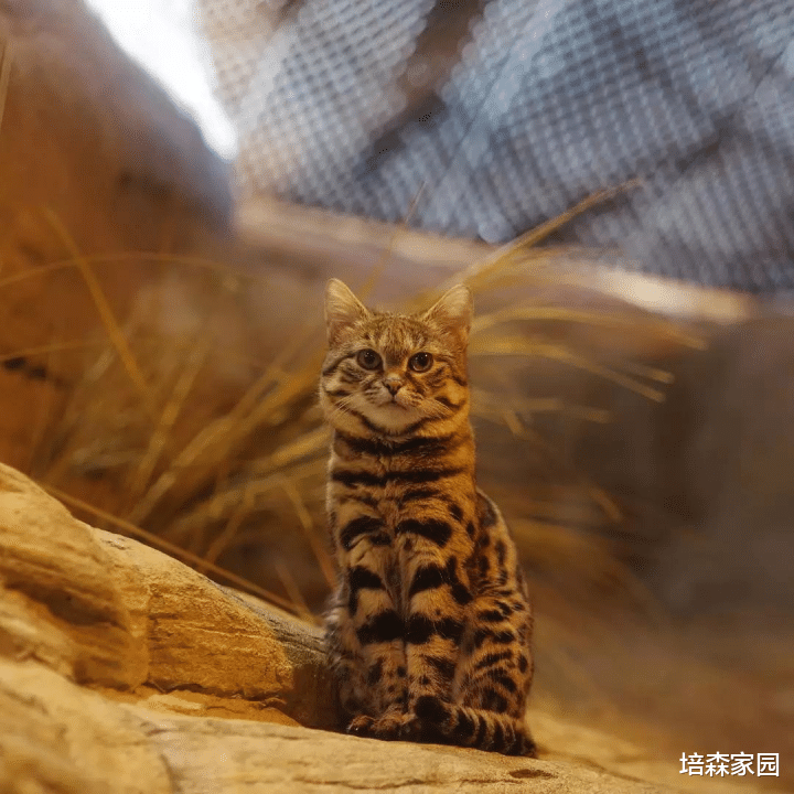 神舟十三号 动物界的高颜值萌兽