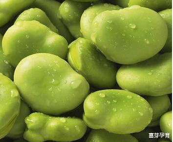 喜芽孕育|一颗蚕豆引发的“血案”