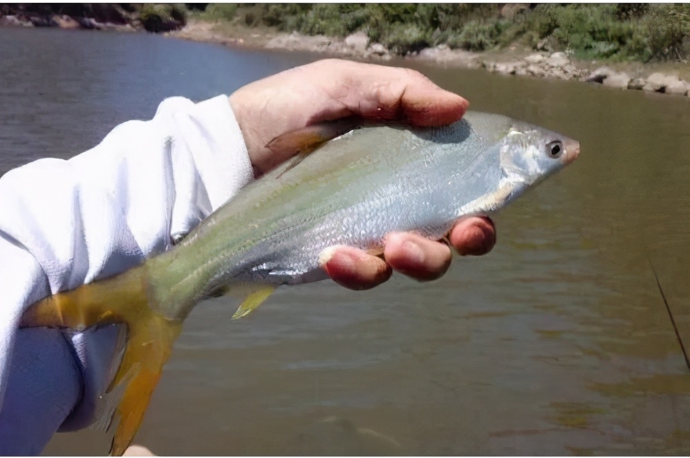 饵料|钓鱼遇截口怎么办？看高手们是怎么做的