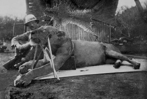 贵州 非洲食人狮：进化到无鬃毛，一年吞掉135个印度人，5颗子弹打不死