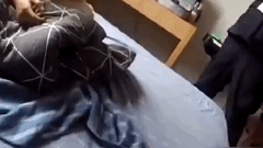 凤凰传奇|再见了，凤凰传奇！