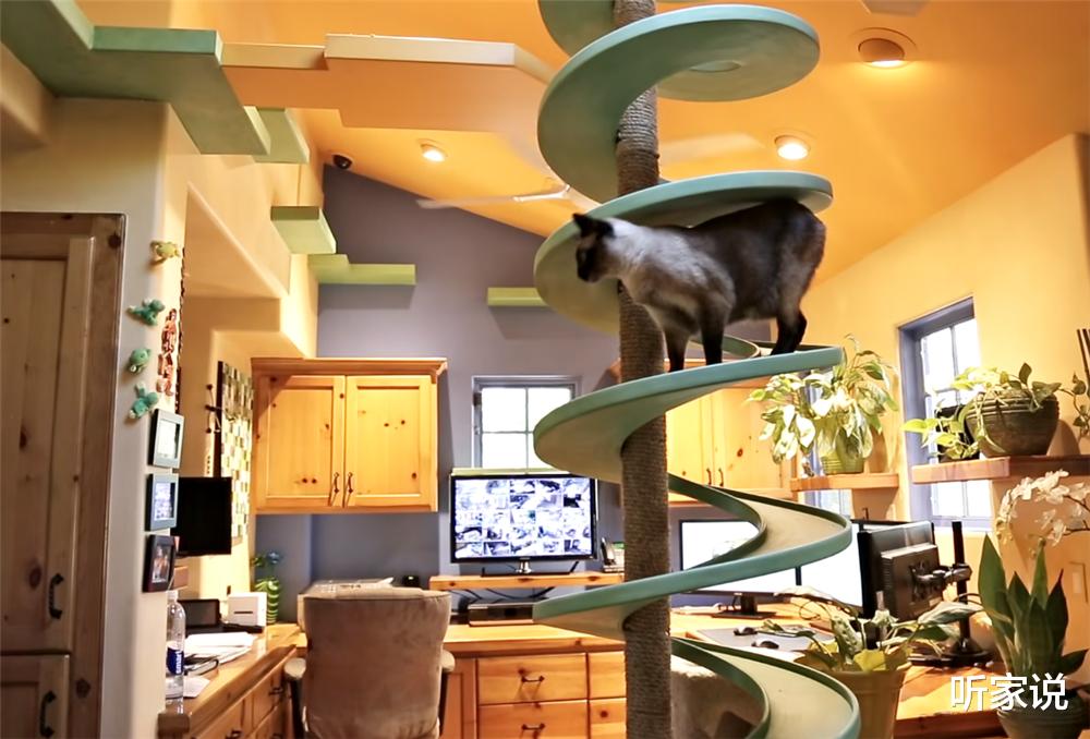 听家说|土豪壮汉养22只猫咪,为猫主子将别墅变成猫乐园,网友:太治愈了