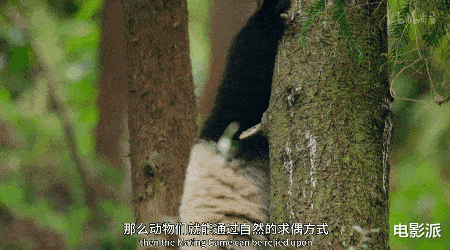 无码交配,这尺度不付费真能看?