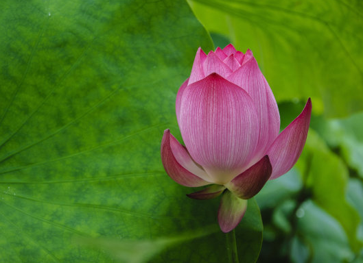 星临天下|进入7月下旬，4属相咸鱼翻身，喜事连连，马到成功