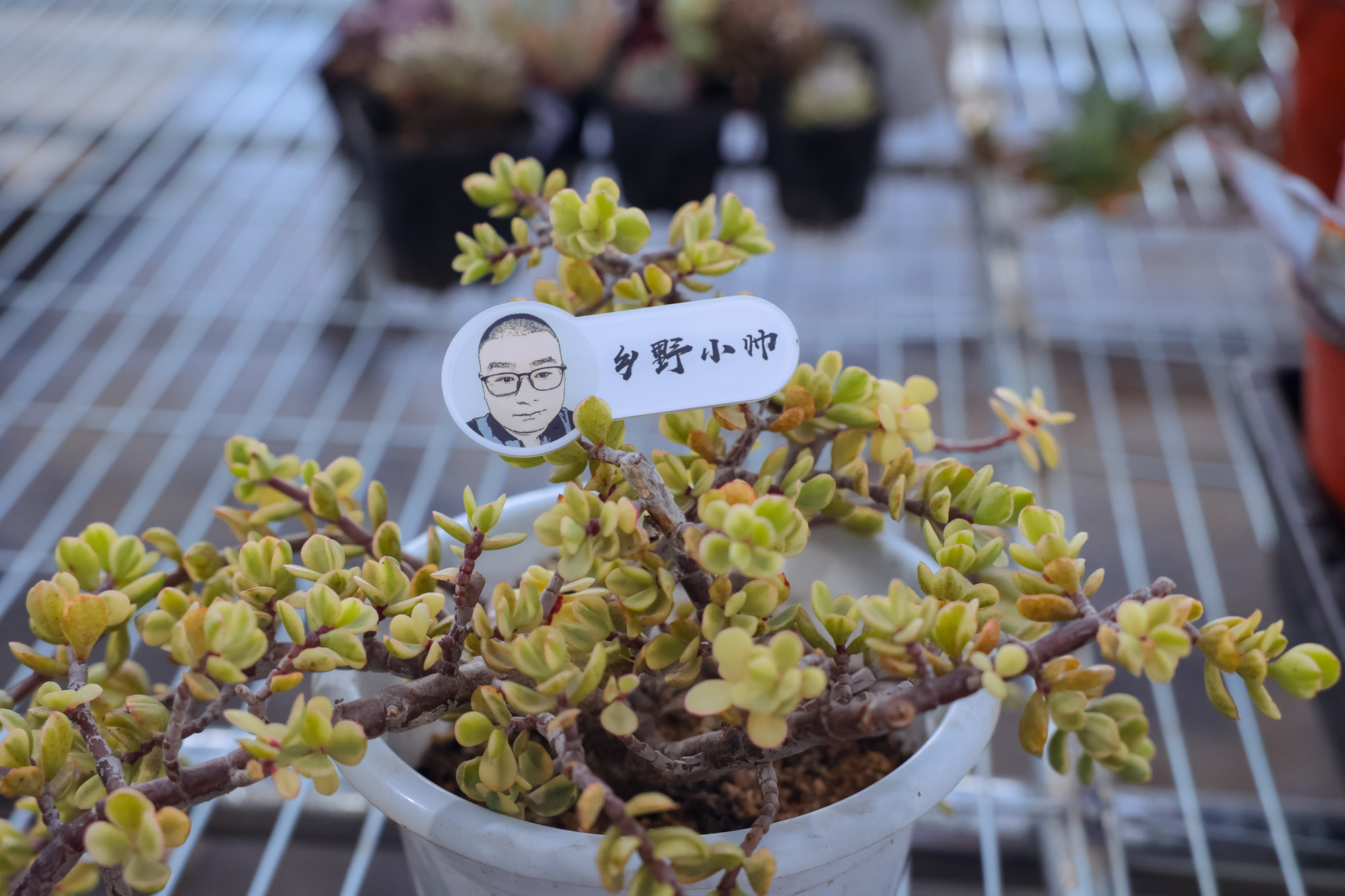 乡野小帅 多肉长气根是什么原因？多肉长气根应该怎么办？小帅为你解答