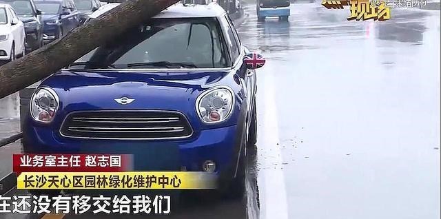 李以琳街坊 揪心！湖南长沙一新栽大樟树砸损路边车辆，车主质疑透露原因曝光