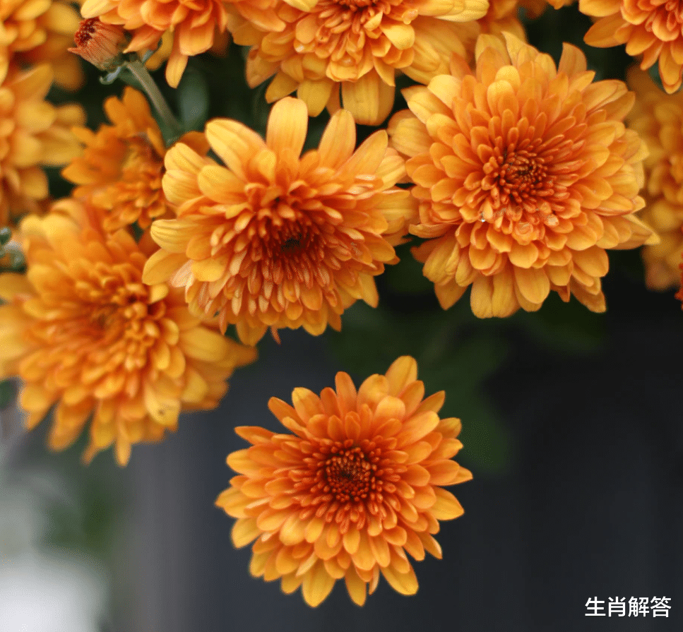 生肖解答|7月底，前世今生，兜兜转转，分分合合，3生肖难解难分，相爱到底
