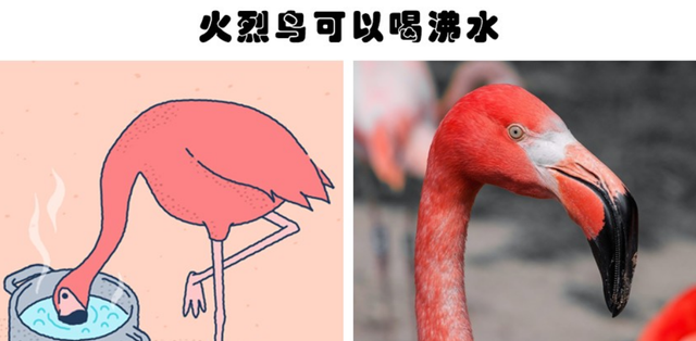 “涨姿势”了!关于自然界动物们,你所不知道的10个「冷知识」!