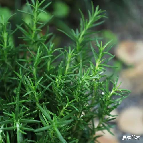 居家艺术|夏天怕得“空调病”，家中养这些“清凉植物”，让你度过一个凉爽惬意的夏天！