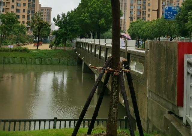 情感维护|治理“烟花”，上海做了一件其他城市都没做的事