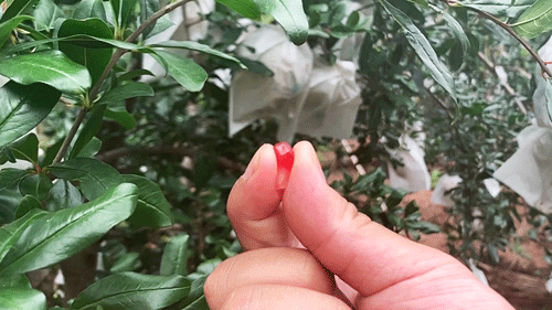 石榴|中老年人秋天多吃这种水果好，粒大籽软纯甜多汁，软化血管没商量