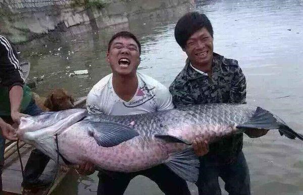 黄浦江96斤“水老虎”被钓获，网友：这个操作要“衣锦还乡”？