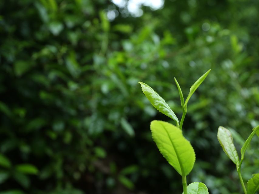 陕西蜗牛 第二届陕西网上茶博会商南茶品牌推广活动圆满成功