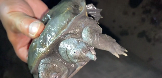 宓孤林|值钱？广州钓友珠江钓起双头鳖，两只头都能正常活动，凶猛会咬人