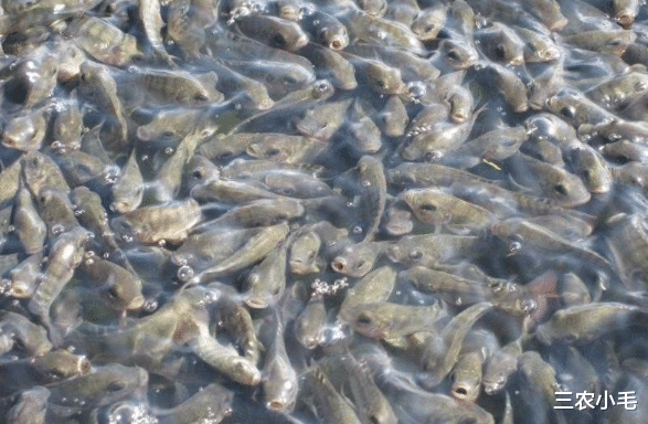 草鱼|钓鱼人口中的“四大害鱼”，钓鱼时最怕碰到了，其实味道都很鲜美