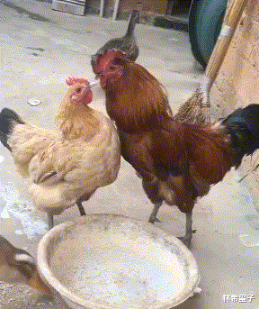 |“钓鱼钓到这玩意，还真没见过，这是啥鱼？”