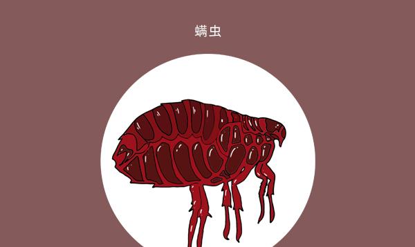 昧哥的快乐生活|头螨是头皮、头发损伤的重要原因，保护头皮要从消除头螨开始