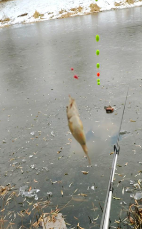 北京市|北京海淀上庄已经开始冰钓，看着薄薄的冰层，不知是钓鱼还是玩命