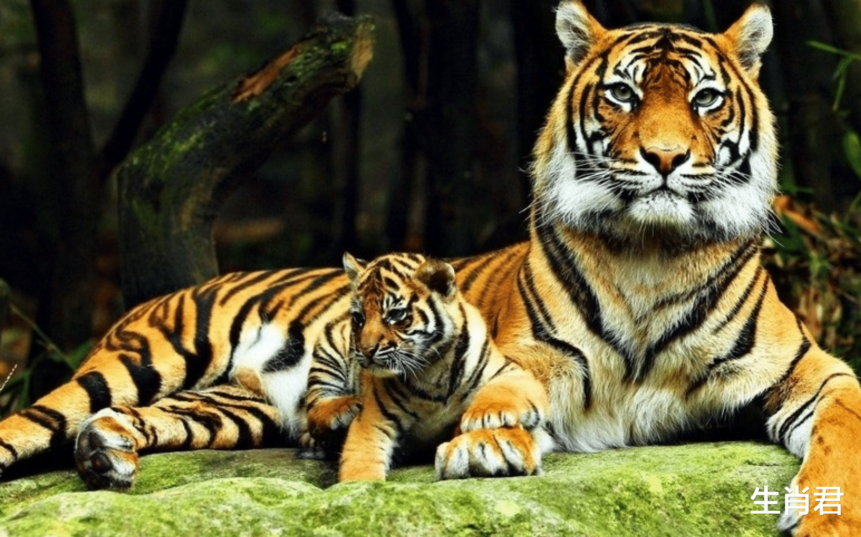 穿衣搭配|2021年底万事大吉，事业一帆风顺，属虎人终等到柳暗花明