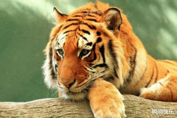 瞬间快乐 大金虎：哪月出生的属虎人，下半年福泽深厚，事业顺遂，看看有你吗？