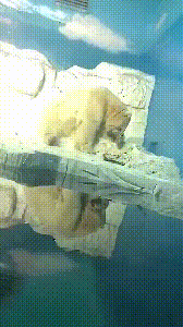 二两橘子 广东东莞，两位工人在某商场的电梯里面运送玻璃，玻璃瞬间被夹碎