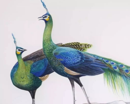 科学家 比大熊猫还珍贵！中国绿孔雀数量不足600只，曾被认为已灭绝