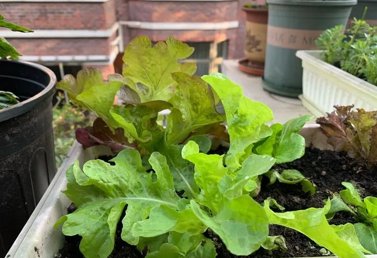 荒废了四年的10㎡北露台,改造成花园后,成了全家人最爱待的地方