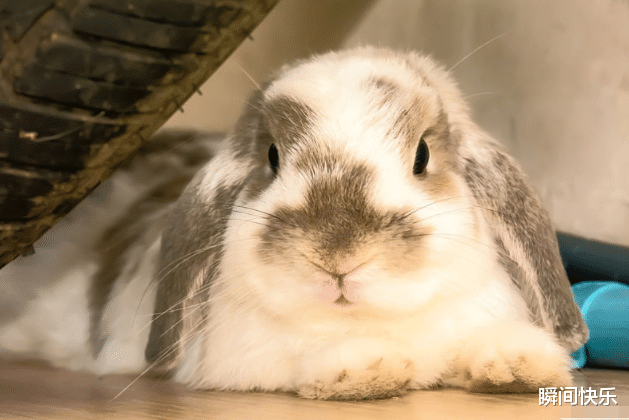 属兔|8月29-9月12日，才华横溢，智力超群，职场顺遂，生意兴隆的生肖