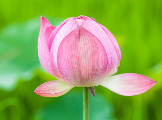 |6月下旬，喜鹊登门送喜，4属相接财接福，开启幸福生活