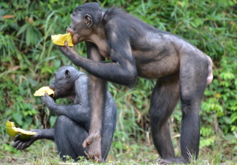 研究表明，猿类会像人一样打招呼和再见