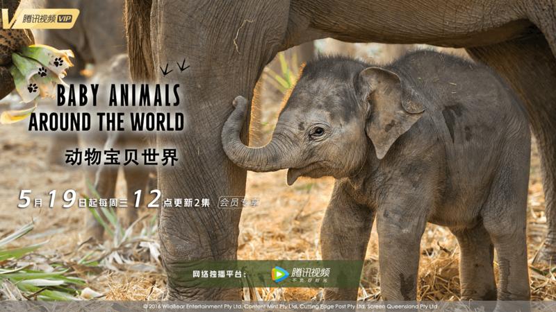 羊城派 打盹、摔跤、梳毛……萌翻了！这档纪录片专拍动物宝宝