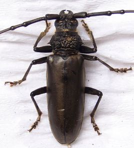 成哥看社会|5种巨大天牛昆虫，科学家还没发现的巨大幼虫，世界最大的伪蟑螂