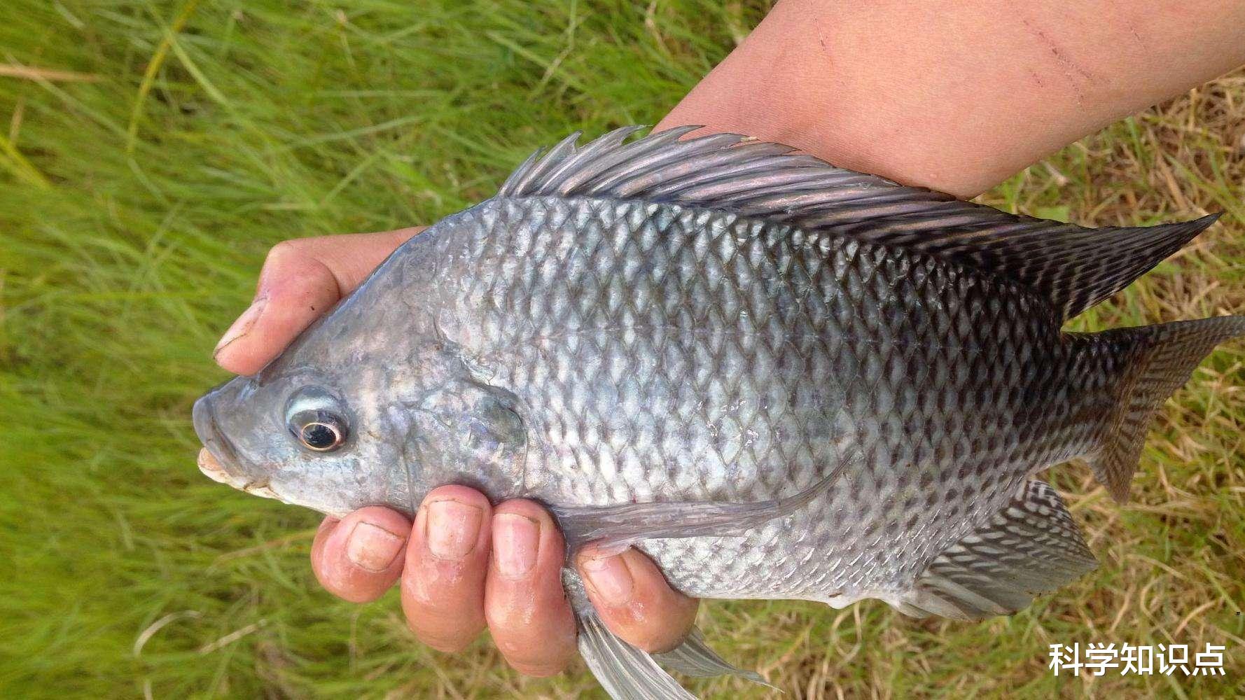 卓越|口碑逆转的入侵生物?不算好吃的罗非鱼,在烧伤领域却有卓越表现